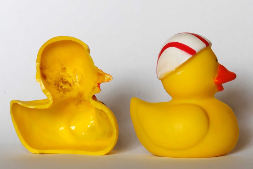 The blackened inside of a rubber duck showing  growths of bacteria and fungus.