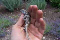 New Mexico Whiptail Lizard in a hand