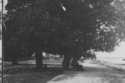A black and white photo of a beach with big trees on one side.