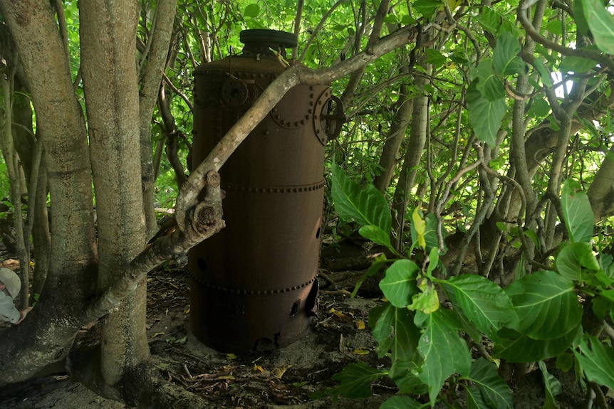 A large, rusty, turtle boiler sitting among pisonia trees.