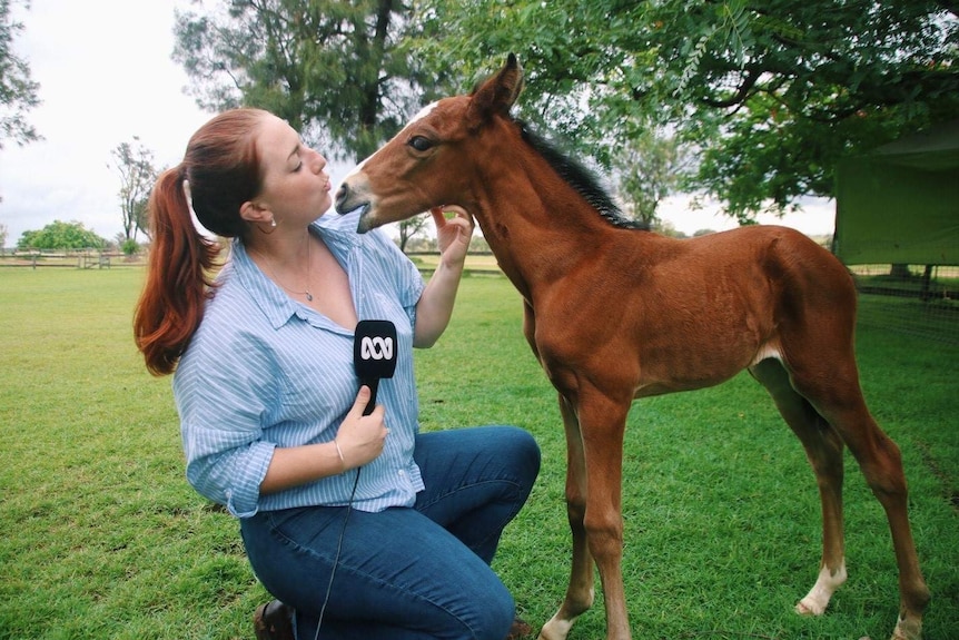 A reporter interviewing a baby horse.