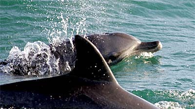 Male dolphins share the love in Port Stephens.