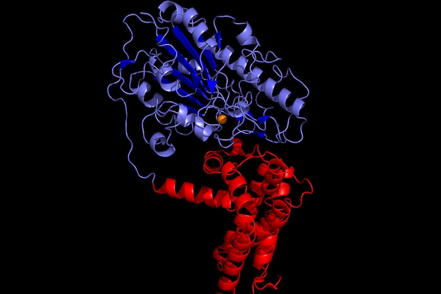 A 3d computer generated representation of the EptA protein structure that researchers hope will help fight superbugs.