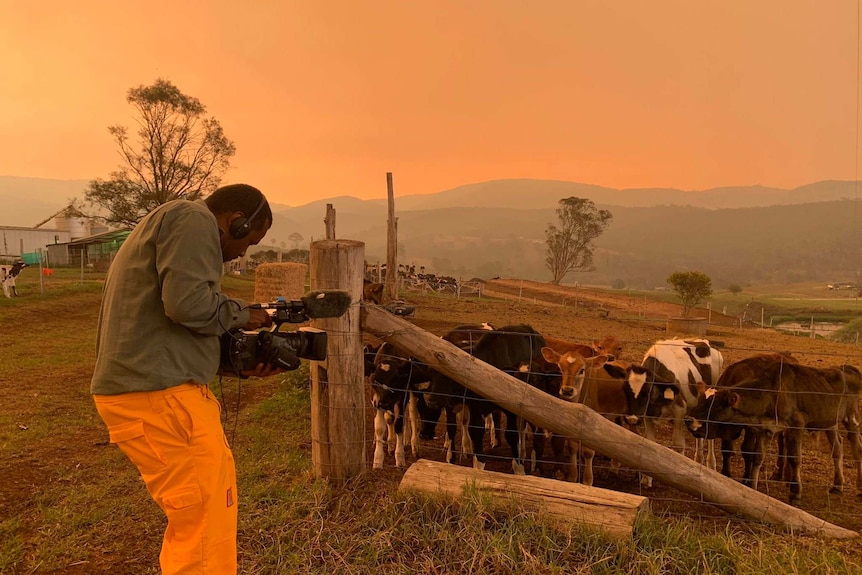 Doody filming cows amid on farm under smoky orange sky.