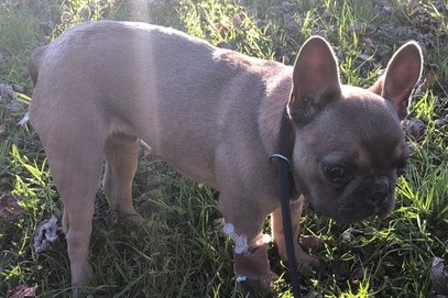 brown french bulldog pupppy in the grass with bandage on paw