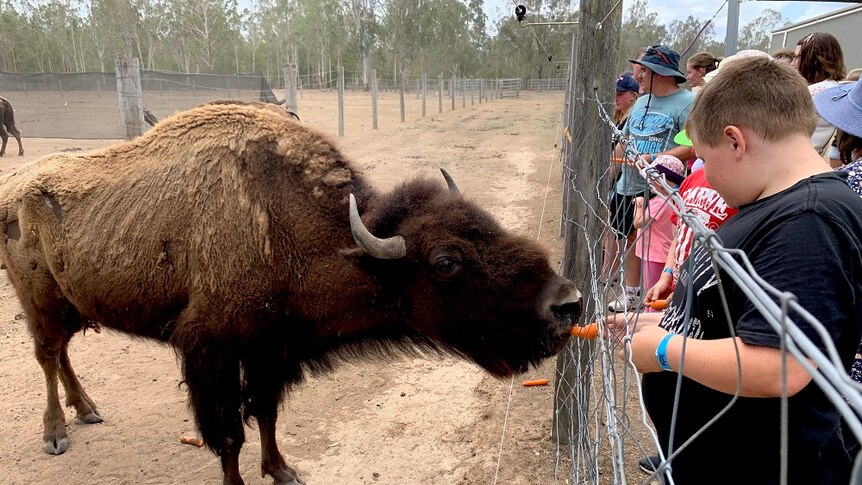 Tourists watch a bison as it sniffs at the fence diving it and them.