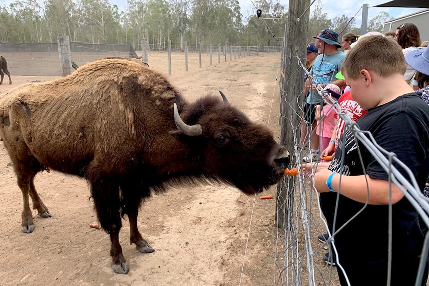 A herd of bison behind a fence, with tourists watching on.