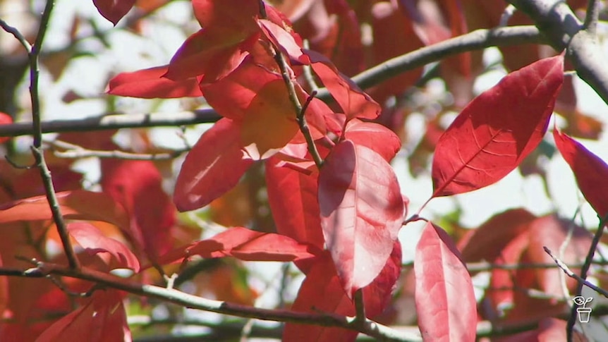 Red leaves on a tree.