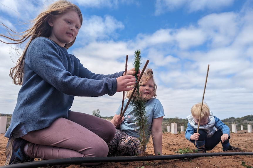 Three children, Emma, Aimee and William, handle the baby Christmas trees at their family farm.