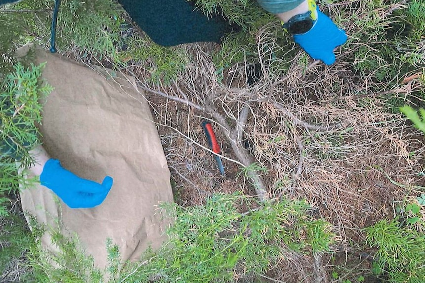 A red handled knife partially buried in bushes being recovered by hands wearing blue gloves.