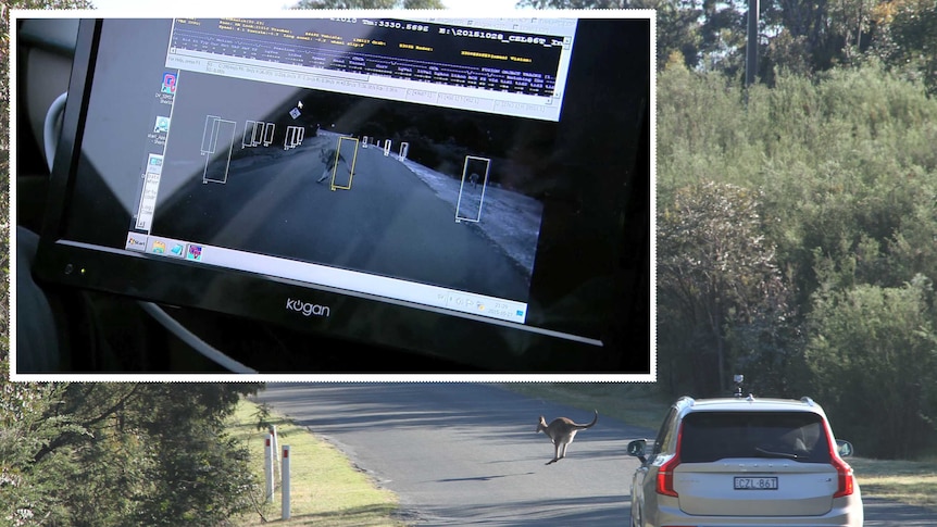 A kangaroo hops in front of a car as a screen detects the animal's movement.