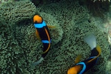 Clown fish swim near an anemone