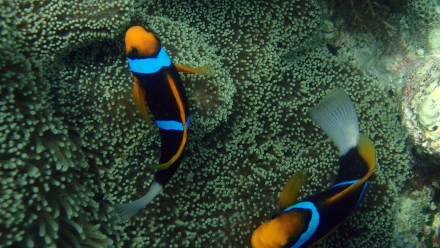 Clown fish swim near an anemone