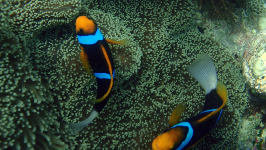 Clownfish swim near an anemone