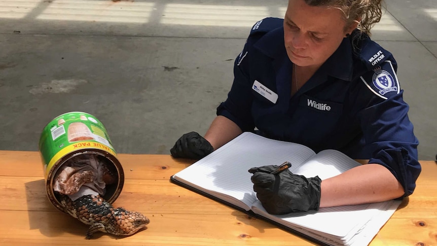 A Victorian wildlife officer with a Goldfields Shingleback lizard smuggled in a powdered drink can.