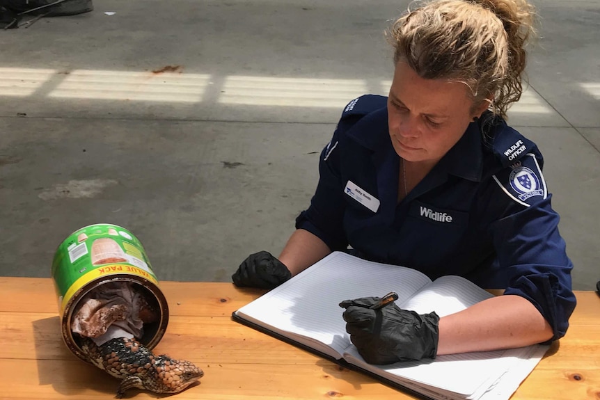 A Victorian wildlife officer with a Goldfields Shingleback lizard smuggled in a powdered drink can.