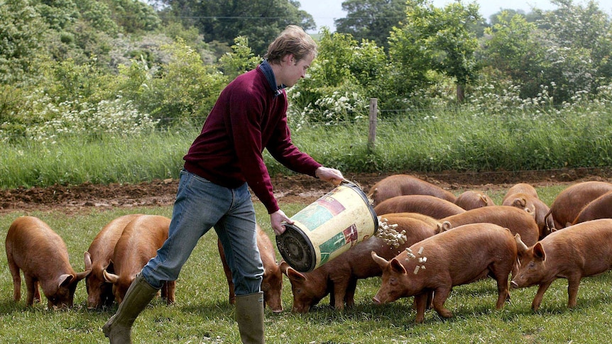 Prince Williams feeds the pigs