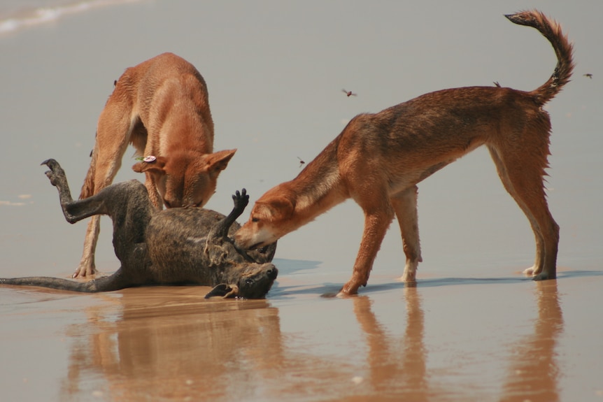 Two dingoes eat a wallaby on the beach