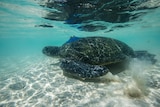 Underwater view of a sea turtle with a tracking antennae on its upper carapace swims in shallow water
