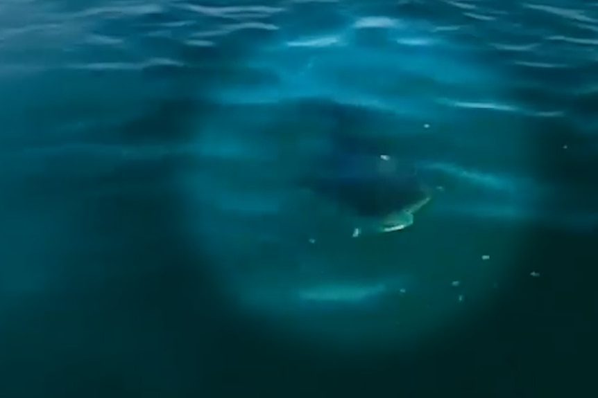 Screenshot of shark nose below the ocean surface