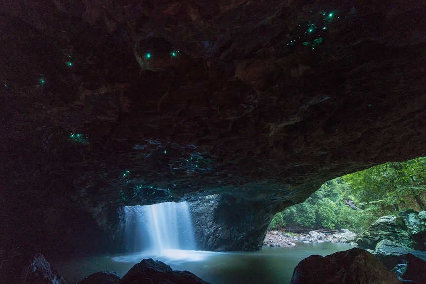 Blue-green lights of glow worms on the ceiling of Natural Arch, Springbrook National Park, Queensland.