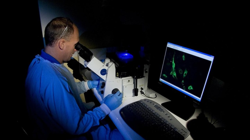 A researcher looks through a microscope