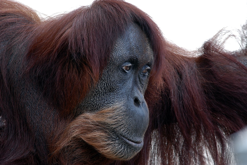 Puan the orangutan in Perth Zoo in 2006.