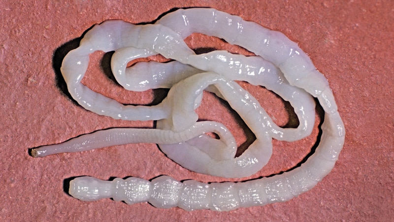 coiled white tape worm