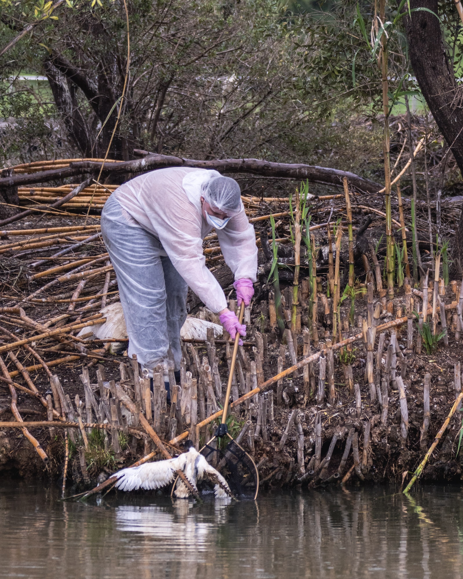 Dead ibis being pulled from Lake Weeroona.
