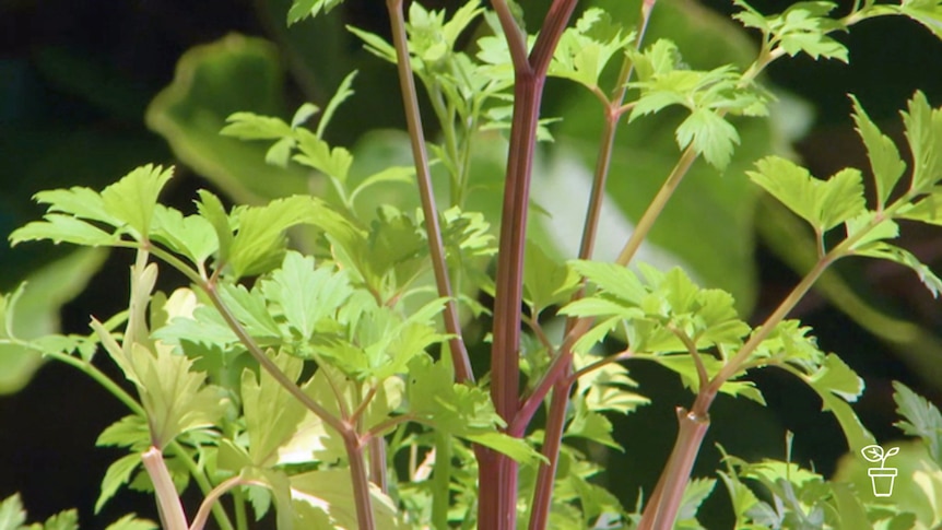 Celery plant growing in vegie bed