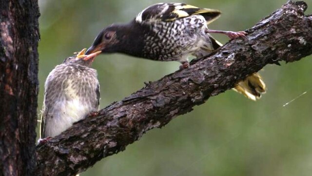 A Regent Honey Eater feeding a chick in the Hunter Economic Zone.