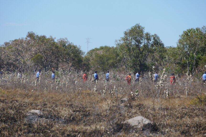 About a dozen police and SES volunteers walk in a line towards bushland searching for missing man.