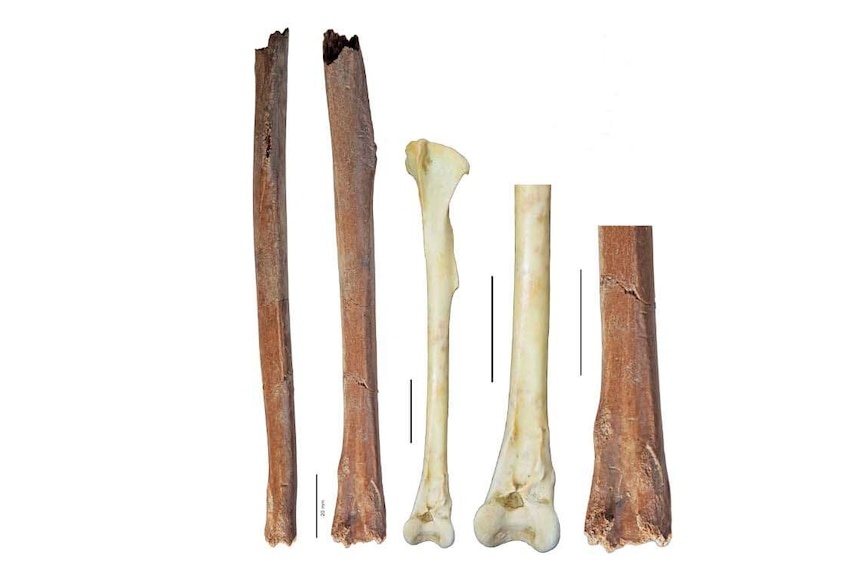 Leg bones of Heracles parrot next to kakapo bones.