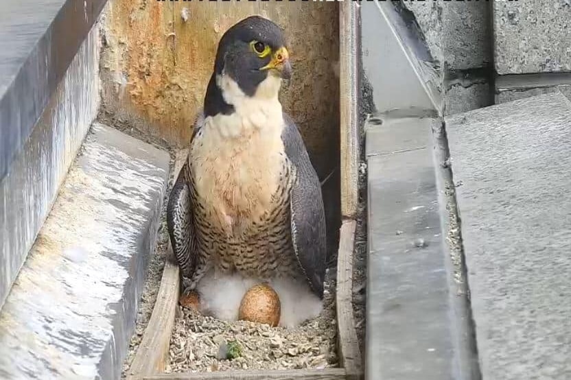 A white, grey and yellow peregrine falcon stands over an egg and three fluffy white chicks.