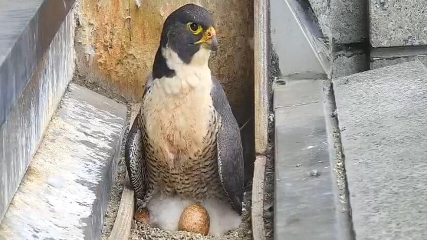 A white, grey and yellow peregrine falcon stands over an egg and three fluffy white chicks.