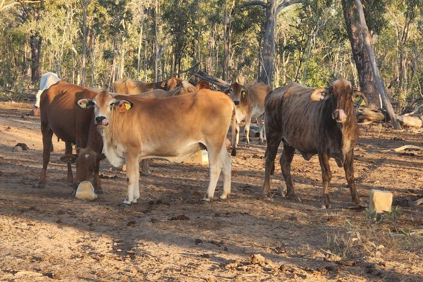 cows with lick blocks in a dry paddock