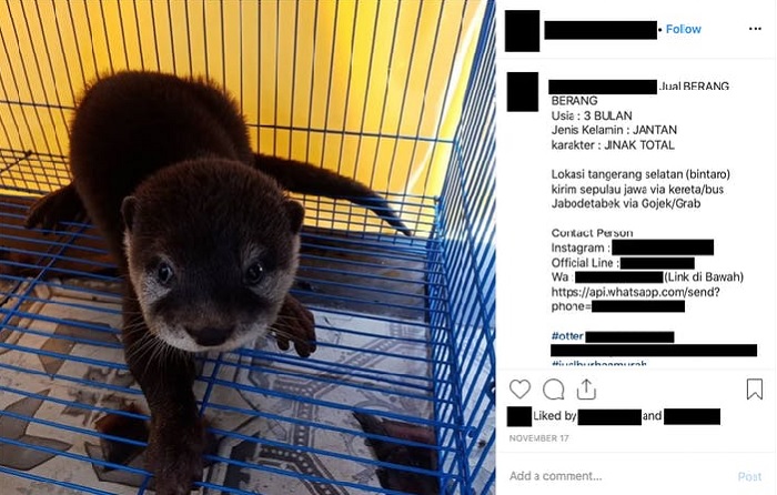 Social media provides an easy way for buyers to connect, like this otter being advertised on Instagram.