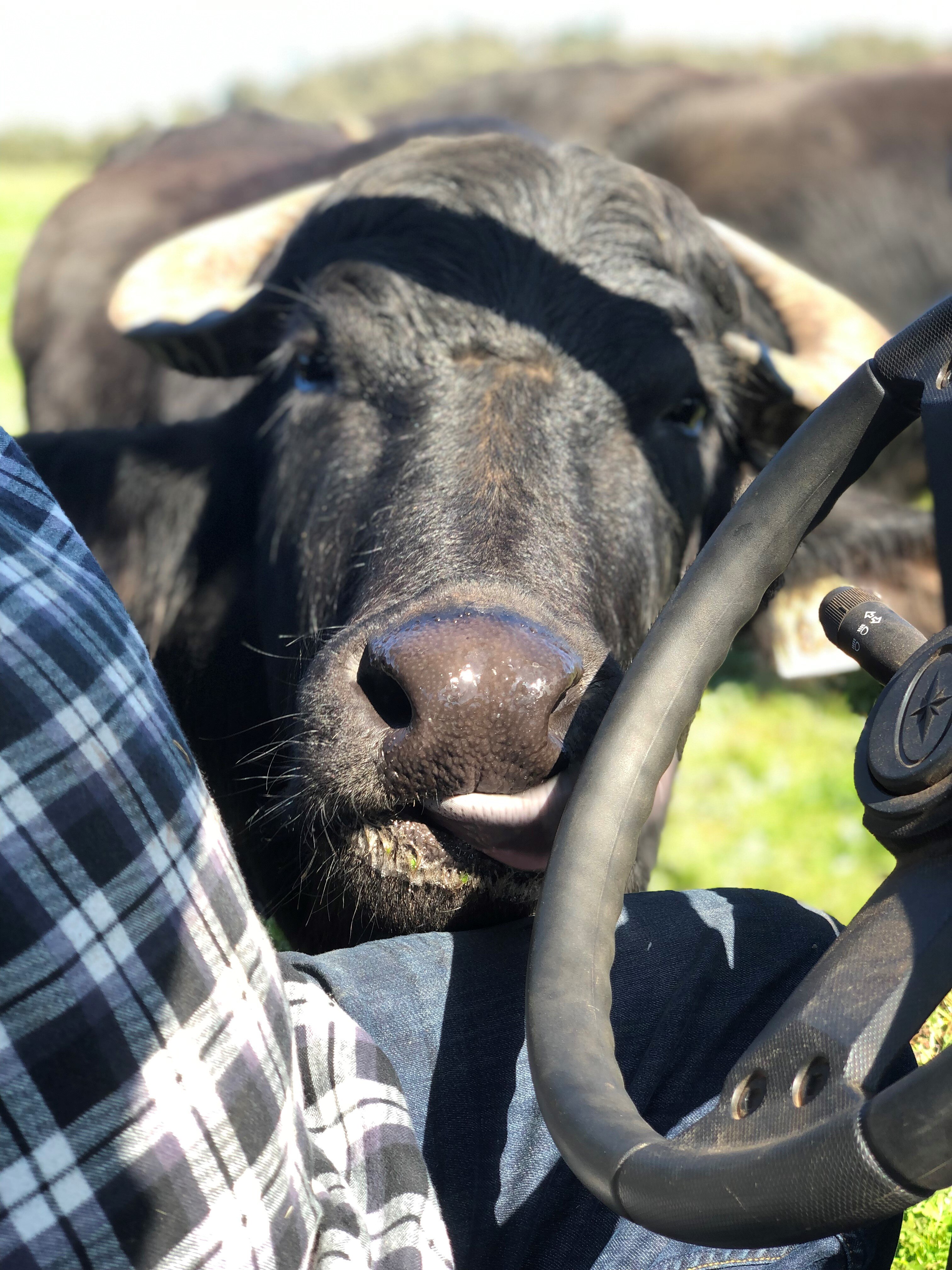 Riverine Ranch, Where the (Water) Buffalo Roam