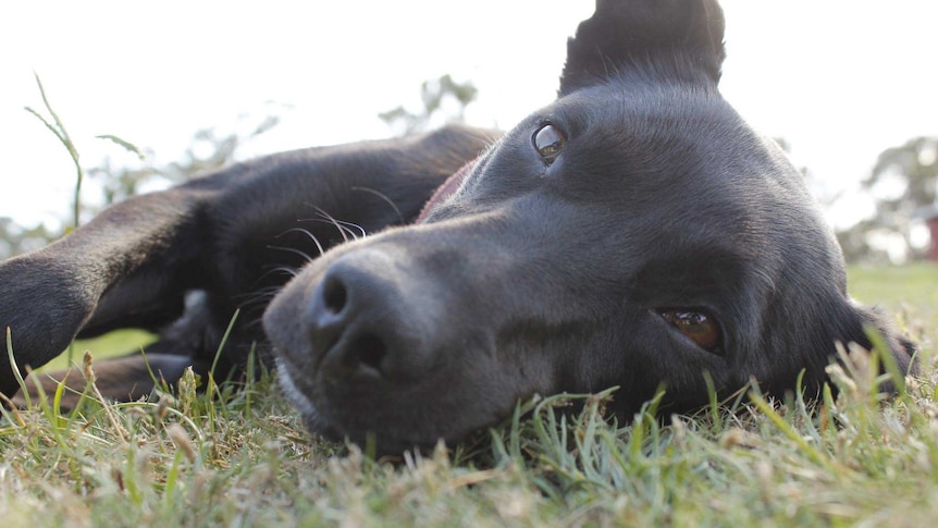 Pets grieve for other animals and change their behaviours because of their loss.