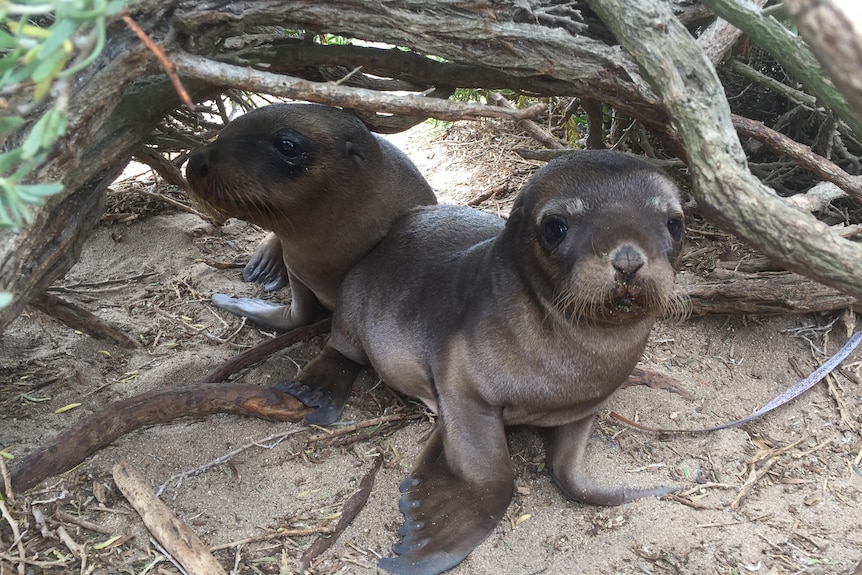 Two small sea lion pups on sandy ground amongst tree stumps.