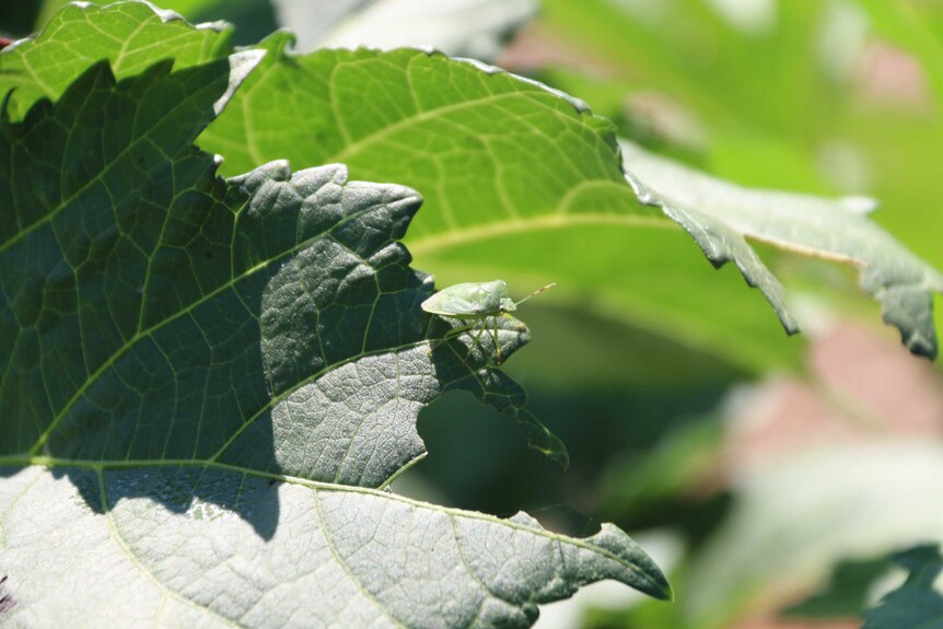 Close up of a native bug on a leaf