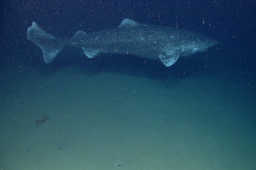 A large Greenland shark swimming at the bottom of the ocean.