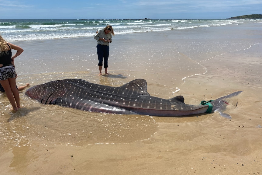 Stranded whale shark on Safety Beach, NSW