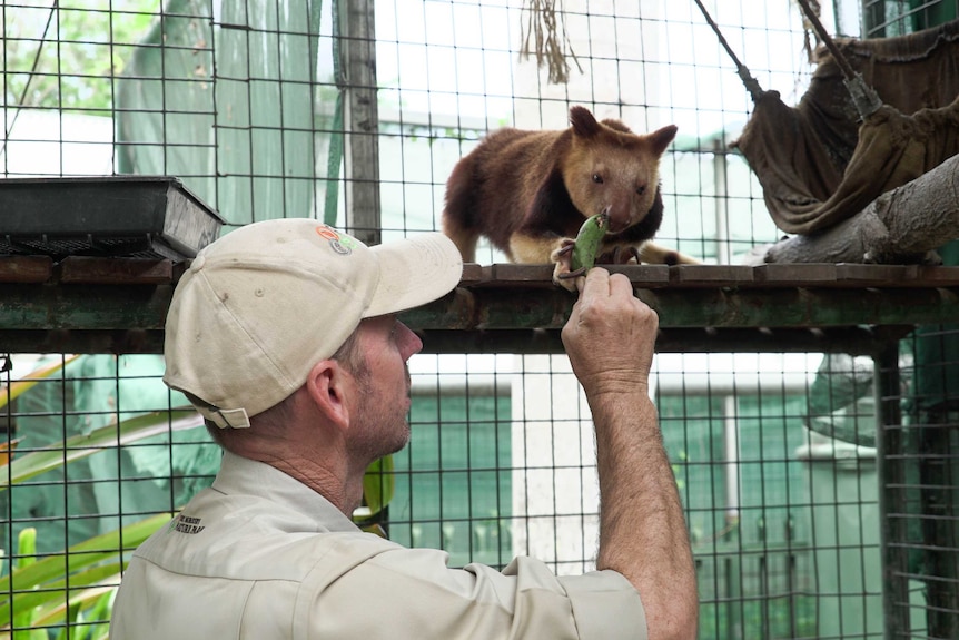A man feeds  a tree kangaroo inside an enclosure
