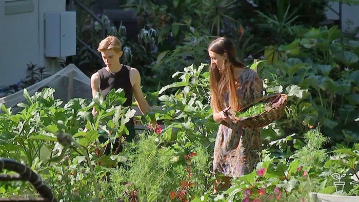 Two people picking vegetables in a vegie garden