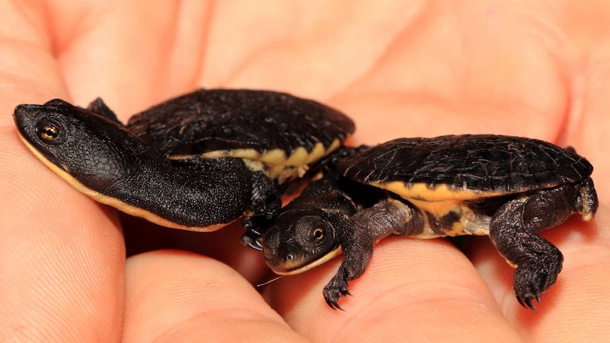 Oblong turtle hatchlings
