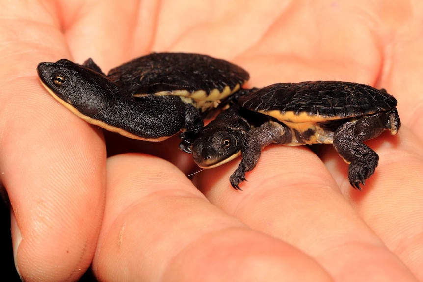 Oblong turtle hatchlings