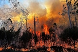 Orange flames burning through trees with heavy smoke blocking the sun