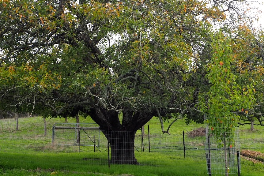 Remnant pear tree at Mylor