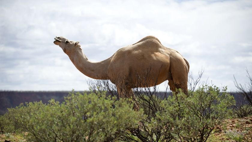 Wild camel grazes in the Northern Territory